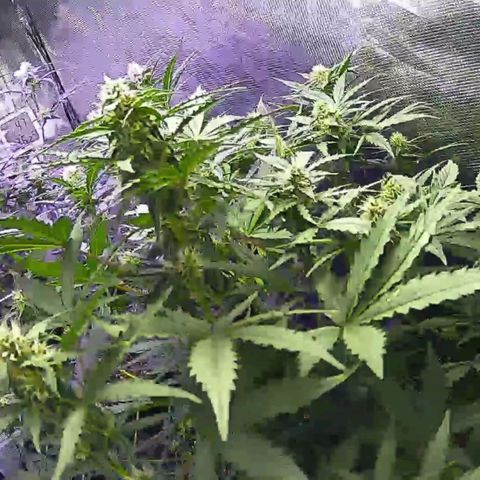 Kritic 70 growlog timeline photo