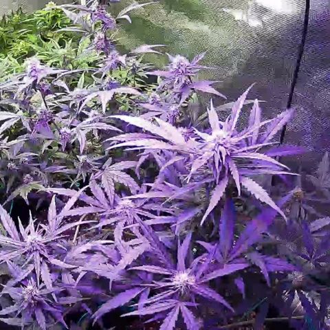 Kritic 70 growlog timeline photo