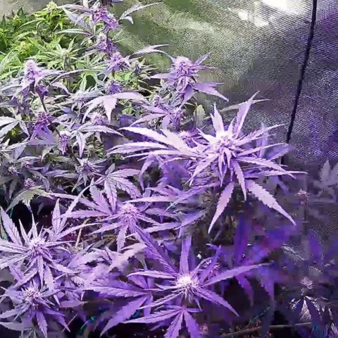 Kritic 70 growlog timeline photo