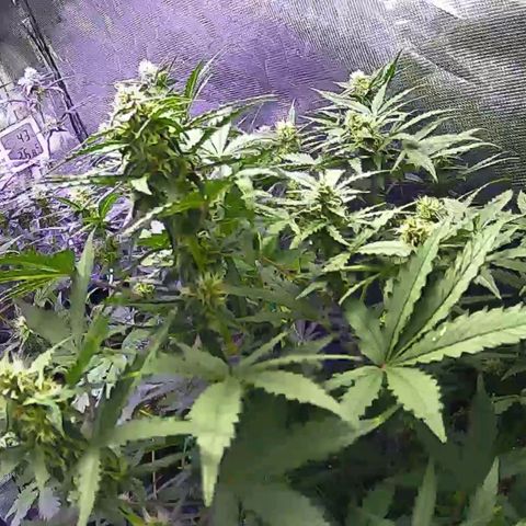Kritic 70 growlog timeline photo