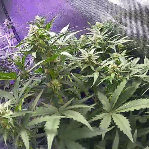Kritic 70 growlog timeline photo