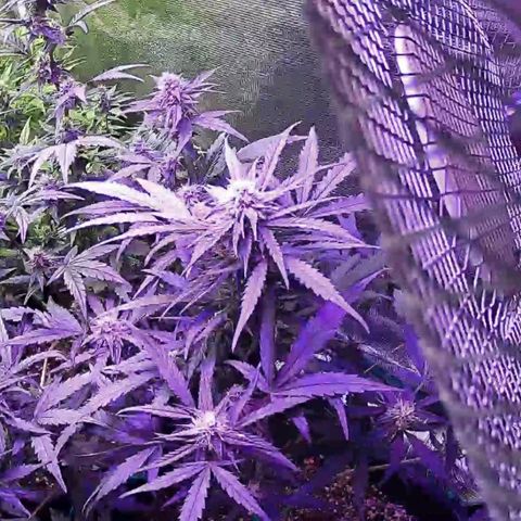 Kritic 70 growlog timeline photo