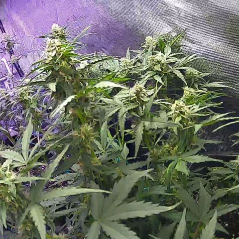 Kritic 70 growlog timeline photo