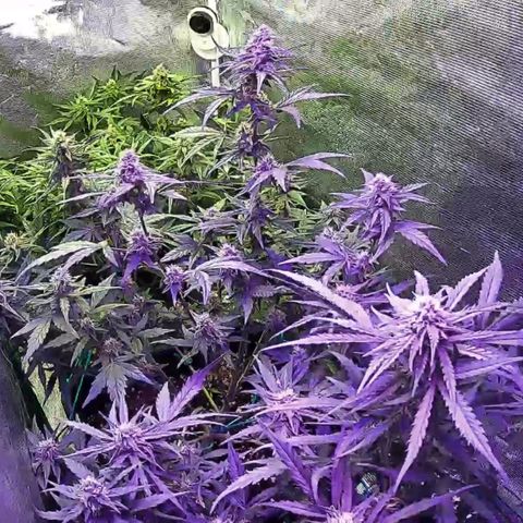 Kritic 70 growlog timeline photo