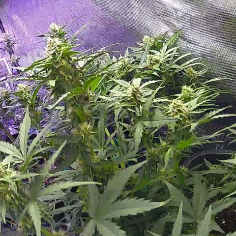 Kritic 70 growlog timeline photo