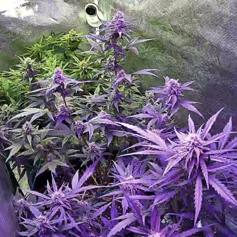Kritic 70 growlog timeline photo