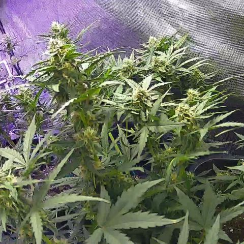 Kritic 70 growlog timeline photo