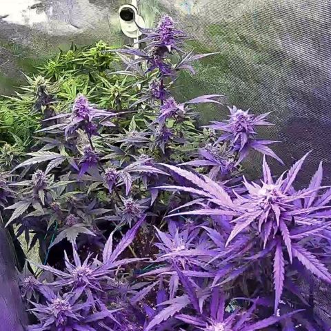 Kritic 70 growlog timeline photo