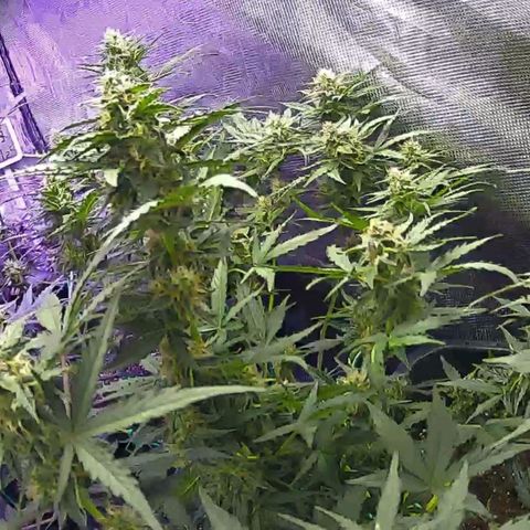 Kritic 70 growlog timeline photo