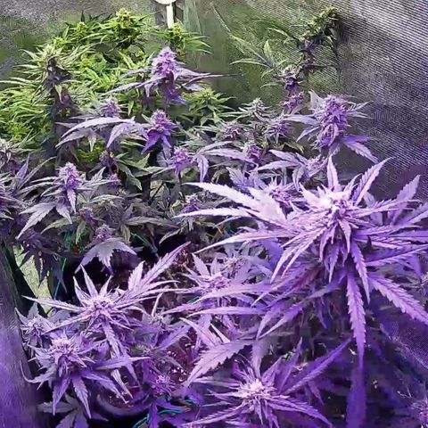 Kritic 70 growlog timeline photo