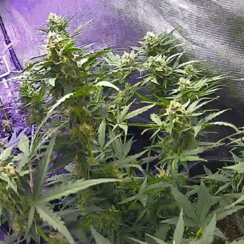 Kritic 70 growlog timeline photo