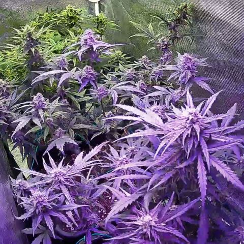 Kritic 70 growlog timeline photo