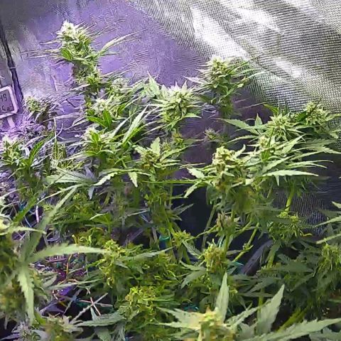 Kritic 70 growlog timeline photo