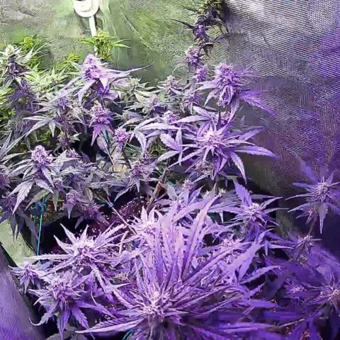 Kritic 70 growlog timeline photo