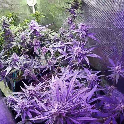 Kritic 70 growlog timeline photo
