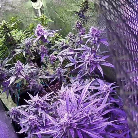 Kritic 70 growlog timeline photo
