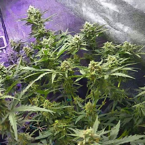 Kritic 70 growlog timeline photo
