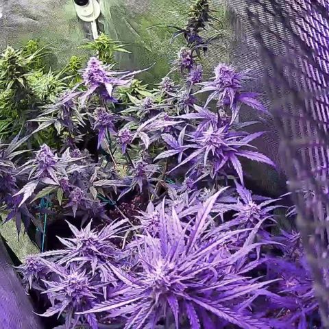Kritic 70 growlog timeline photo