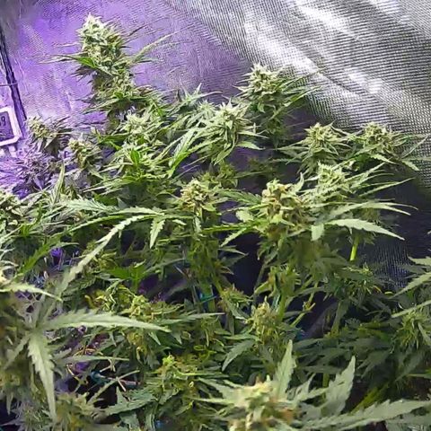 Kritic 70 growlog timeline photo