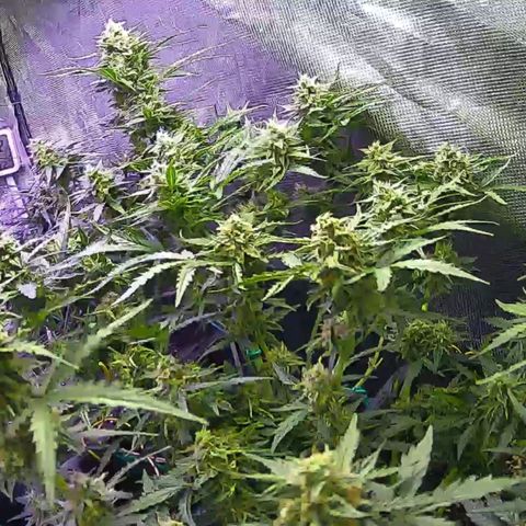 Kritic 70 growlog timeline photo