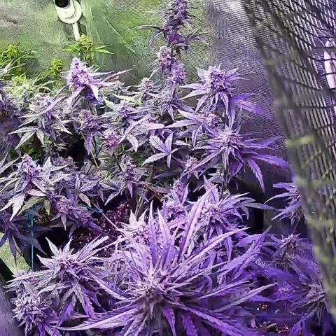 Kritic 70 growlog timeline photo