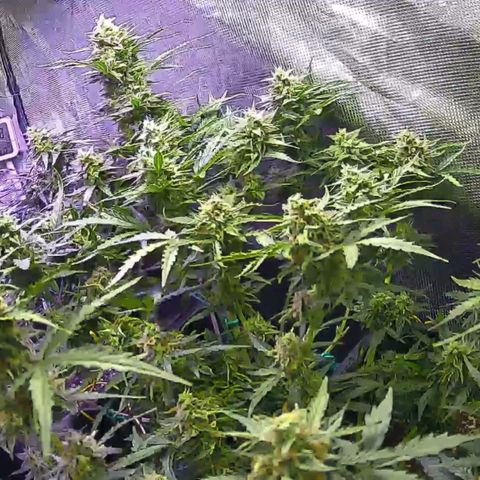 Kritic 70 growlog timeline photo