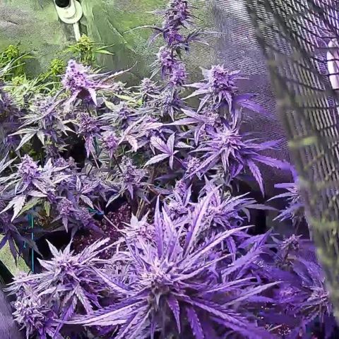 Kritic 70 growlog timeline photo