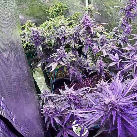 Kritic 70 growlog timeline photo