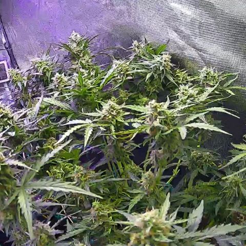 Kritic 70 growlog timeline photo