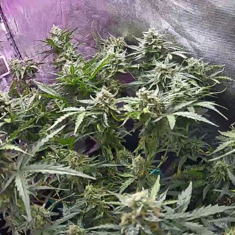Kritic 70 growlog timeline photo