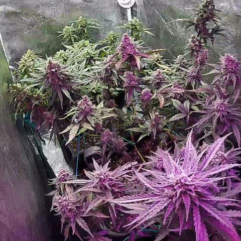 Kritic 70 growlog timeline photo