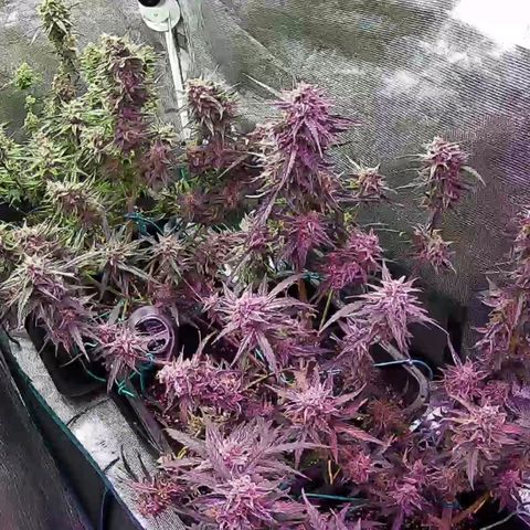 Kritic 70 growlog timeline photo