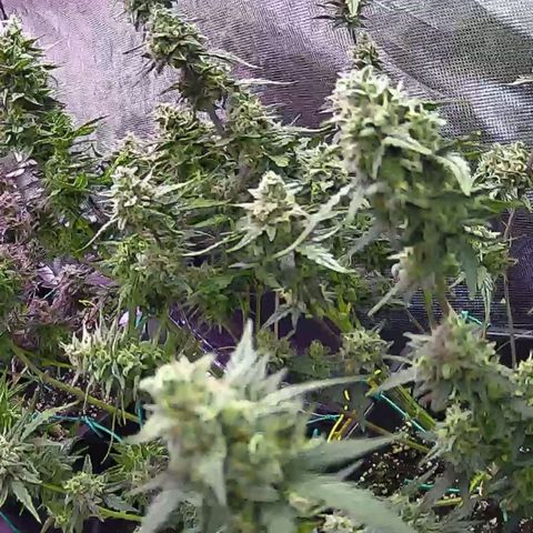 Kritic 70 growlog timeline photo