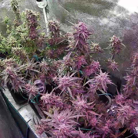 Kritic 70 growlog timeline photo