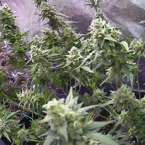 Kritic 70 growlog timeline photo