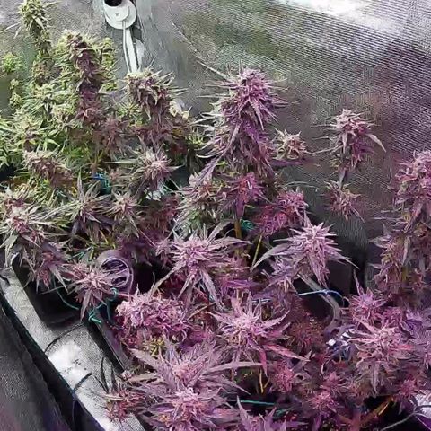Kritic 70 growlog timeline photo