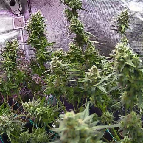 Kritic 70 growlog timeline photo