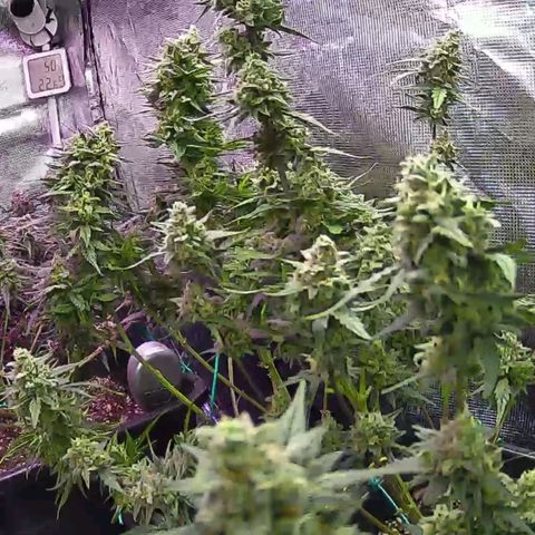 Kritic 70 growlog timeline photo