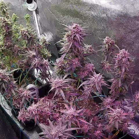 Kritic 70 growlog timeline photo