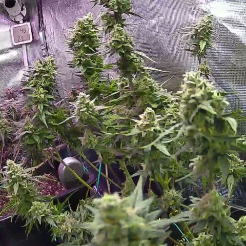 Kritic 70 growlog timeline photo