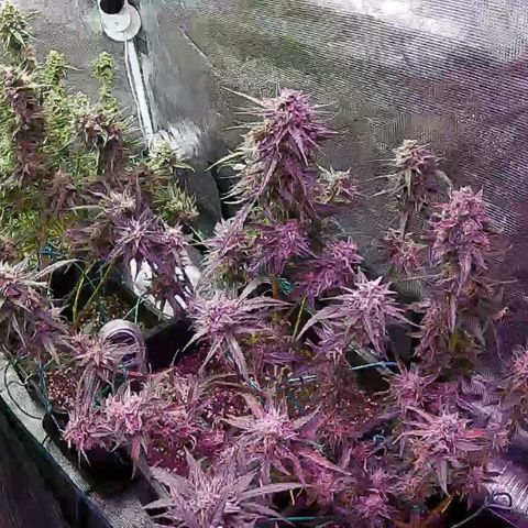 Kritic 70 growlog timeline photo