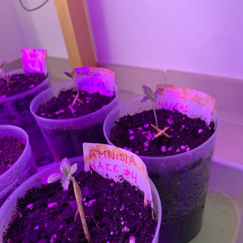 Sweet Amnesia Haze growlog photo: Day 9