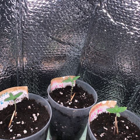 Sweet Amnesia Haze growlog photo: Day 10