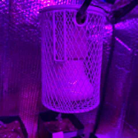 Sweet Amnesia Haze growlog timeline photo