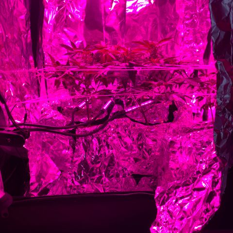 Sweet Amnesia Haze growlog timeline photo