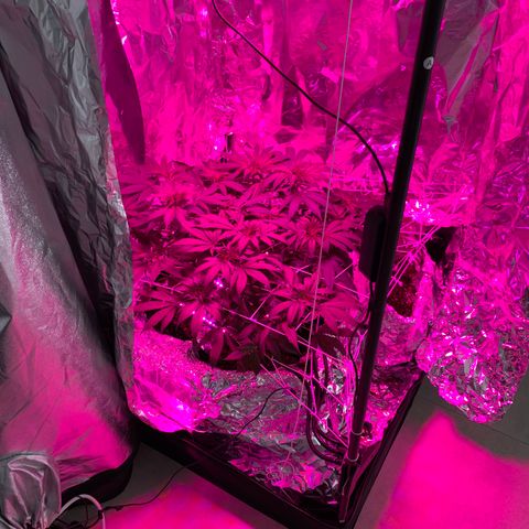 Sweet Amnesia Haze growlog timeline photo