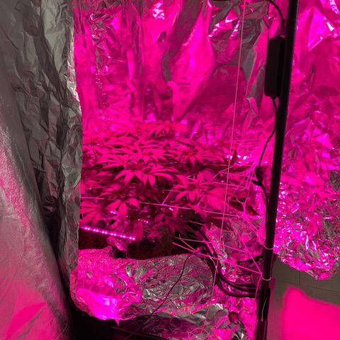 Sweet Amnesia Haze growlog timeline photo