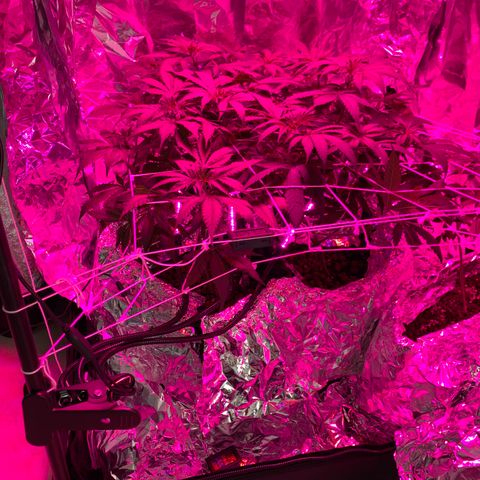 Sweet Amnesia Haze growlog timeline photo