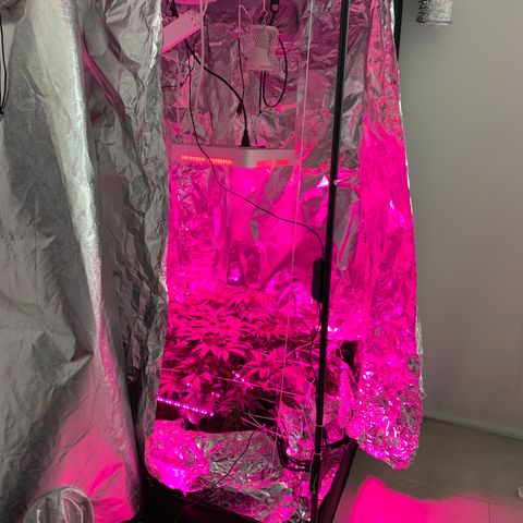 Sweet Amnesia Haze growlog timeline photo