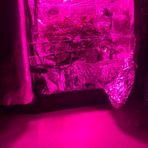 Sweet Amnesia Haze growlog timeline photo